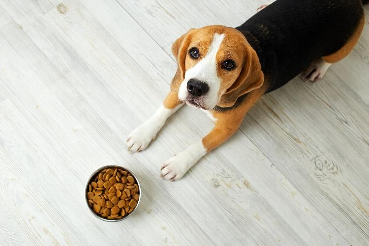 What Does “Complete Dog Food” Actually Mean? Words like ‘natural’, ‘premium’, ‘high meat’ and ‘superfood’ may sound impressive, but it’s important to ensure that dog food is complete. Let’s find out more.