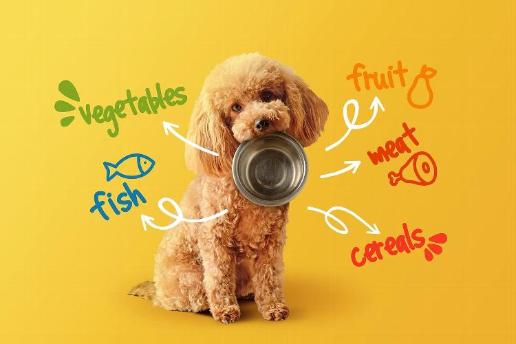 Protein In Dog Food: Why We Favour Higher-Protein Diets For most healthy dogs, we don't believe protein is something owners should automatically be trying to minimise. Learn more about dog nutrition on the blog.