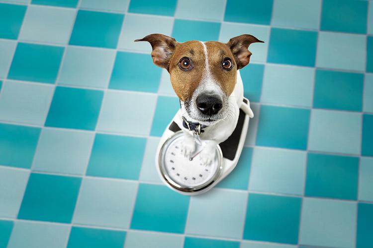 Is Your Dog Overweight? How To Check Their Body Condition At Home How do you actually know whether your dog is overweight or not? It starts with looking beyond the scales. Here’s how to check body composition at home.
