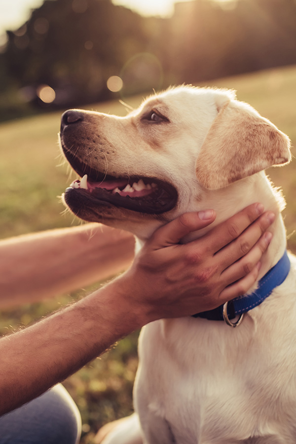 Happy labrador being pet by owner