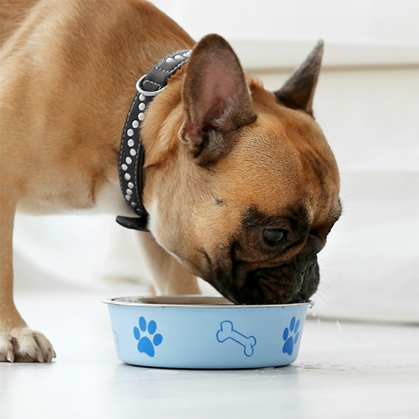French bulldog eating out of bowl