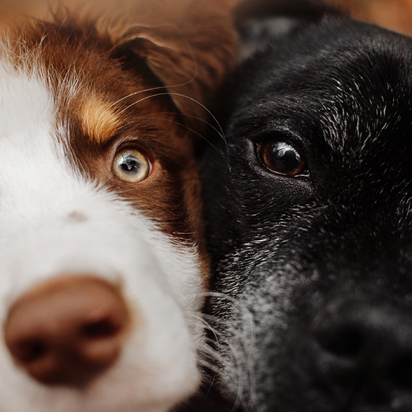 Close up of two dogs together looking at camera