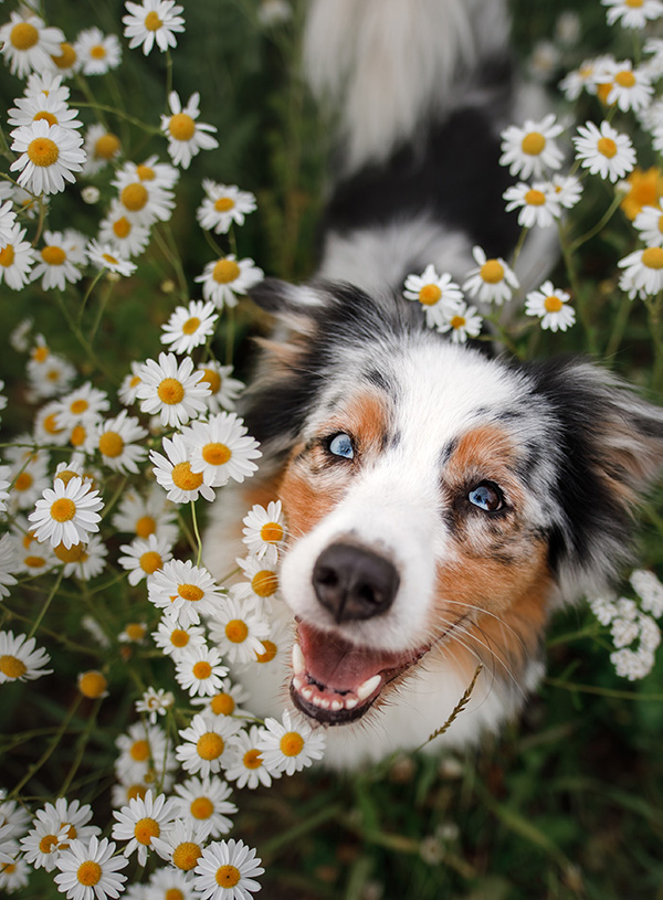 Australian cattle dog standing in daisy field