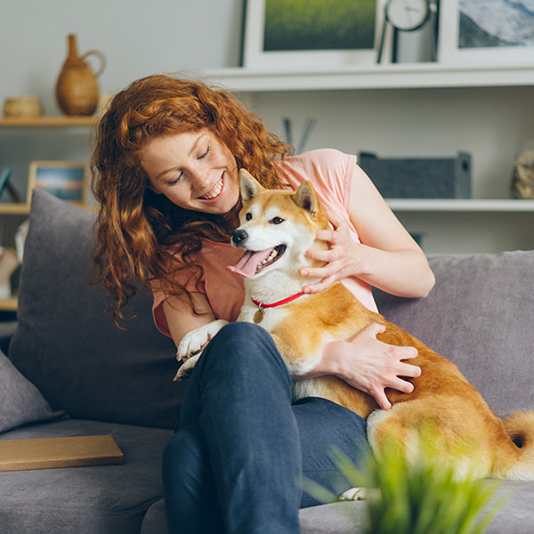 Happy dog owner with shibe inu on sofa